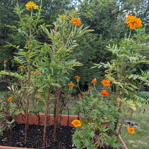 Update on our status! F🧿ck Cancer!💖💜✨🏡💞🫶💜🌜🥰 - Picture 6 of 17